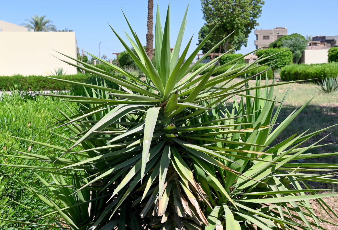 Изображение особи Yucca aloifolia.