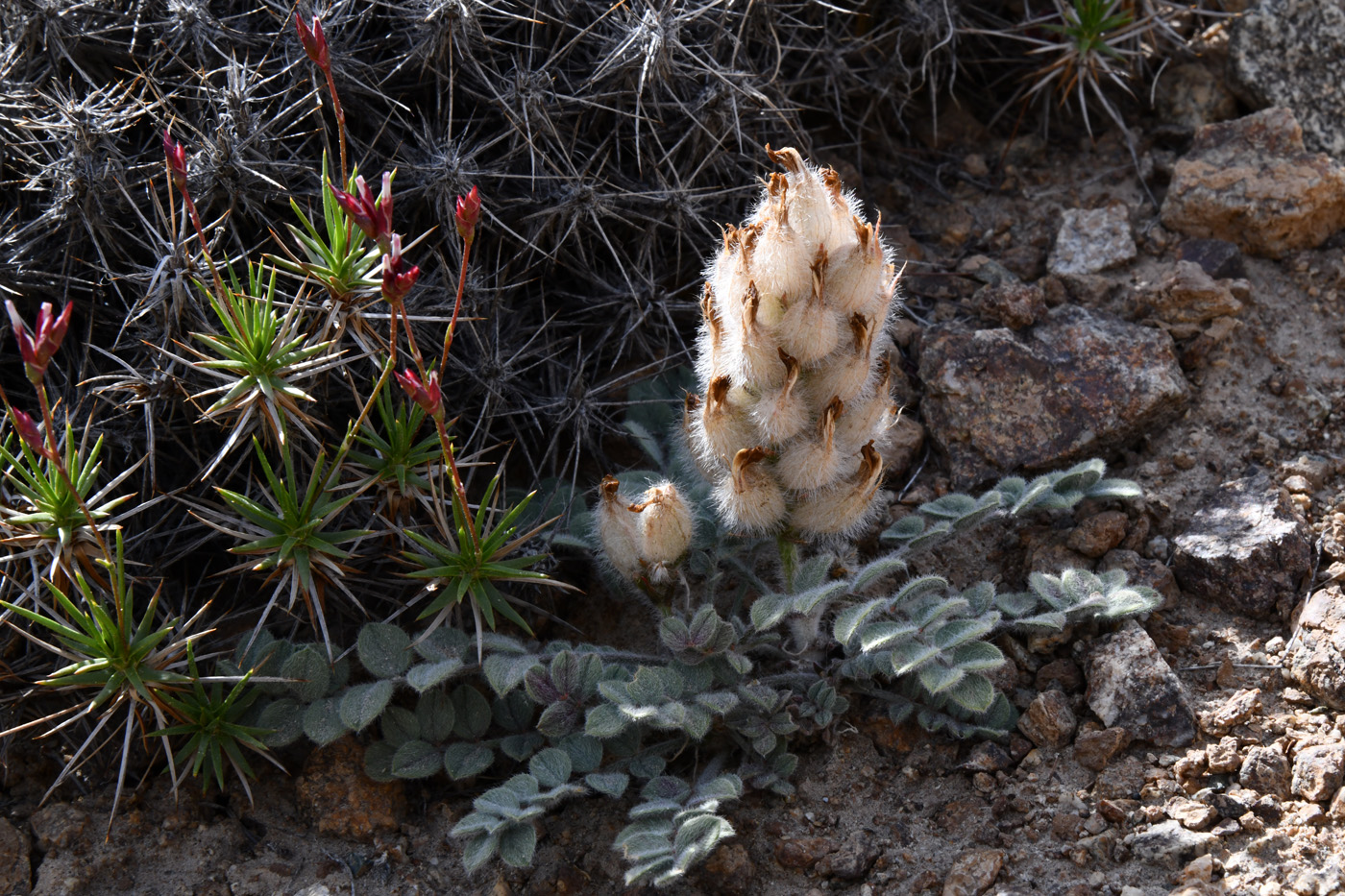 Изображение особи Astragalus breviscapus.