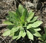 Oenothera depressa. Растение первого года жизни. ЛНР, г. Луганск, западная окраина, ул. Мостовая, ж. д. 13.08.2024.