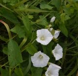 Calystegia sepium. Цветки и листья. Липецкая обл., Данковский р-н, окр. деревни Дубки, правый берег р. Дон, луг. 31 июля 2024 г.