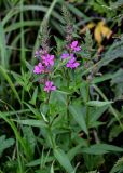 Lythrum salicaria. Верхушки побегов с соцветиями. Московская обл., Волоколамский гор. округ, долина р. Каменка, берег реки, у воды. 17.08.2024.