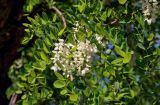 Robinia pseudoacacia. Верхушка ветви с соцветиями. Армения, обл. Армавир, Эчмиадзинский монастырь, в культуре. 01.05.2013.