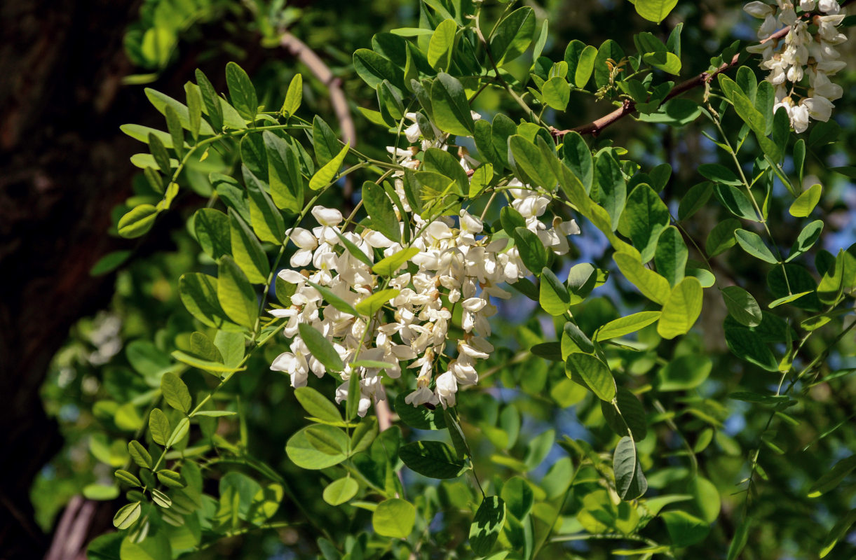 Изображение особи Robinia pseudoacacia.