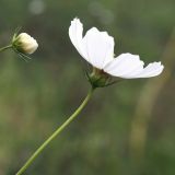 Cosmos bipinnatus. Верхушка побега с соцветием. Белоруссия, Витебская обл., пос. Езерище, в культуре. 22.08.2010.