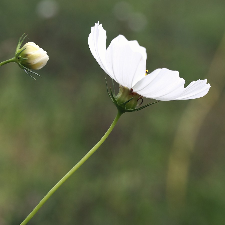 Изображение особи Cosmos bipinnatus.