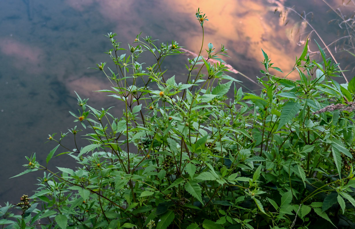 Image of Bidens frondosa specimen.