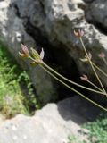 Thalictrum isopyroides. Верхушки побегов с плодами. Казахстан, Туркестанская обл., Сырдарья-Туркестанский государственный региональный природный парк, Боралдайский филиал, ≈ 1150 м н.у.м., каменистый склон. 14.05.2024.