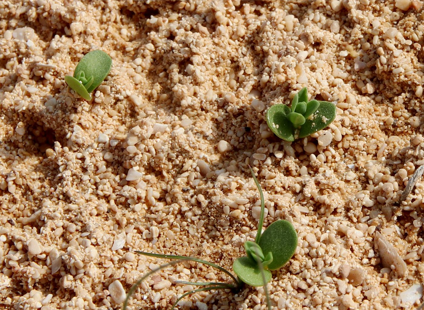 Image of Thymelaea hirsuta specimen.