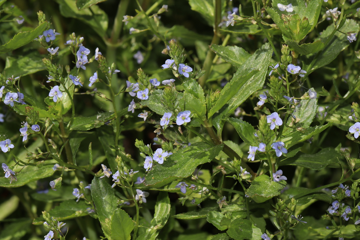 Изображение особи Veronica anagallis-aquatica.