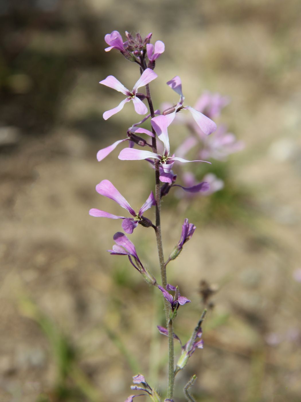 Image of Strigosella turkestanica specimen.