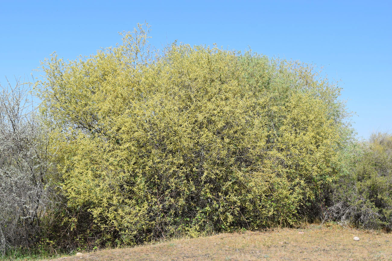 Image of Salix excelsa specimen.