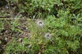 genus Pulsatilla