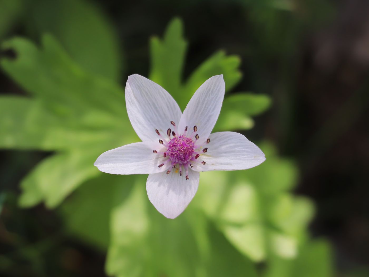 Изображение особи Anemone tschernaewii.