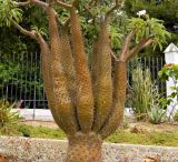 Смотреть изображение Pachypodium lamerei