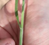 Смотреть изображение Koeleria grandis