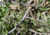 View full-size image genus Cotoneaster