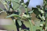 View full-size image genus Chenopodium