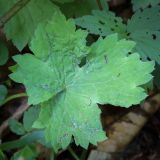 Смотреть изображение Ranunculus constantinopolitanus