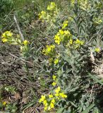 Fibigia eriocarpa. Побеги с соцветиями. Израиль, Голанские высоты, гора Бенталь. 22.03.2008.