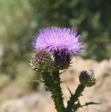 View full-size image Onopordum carduchorum