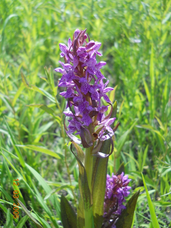 Изображение особи Dactylorhiza incarnata.