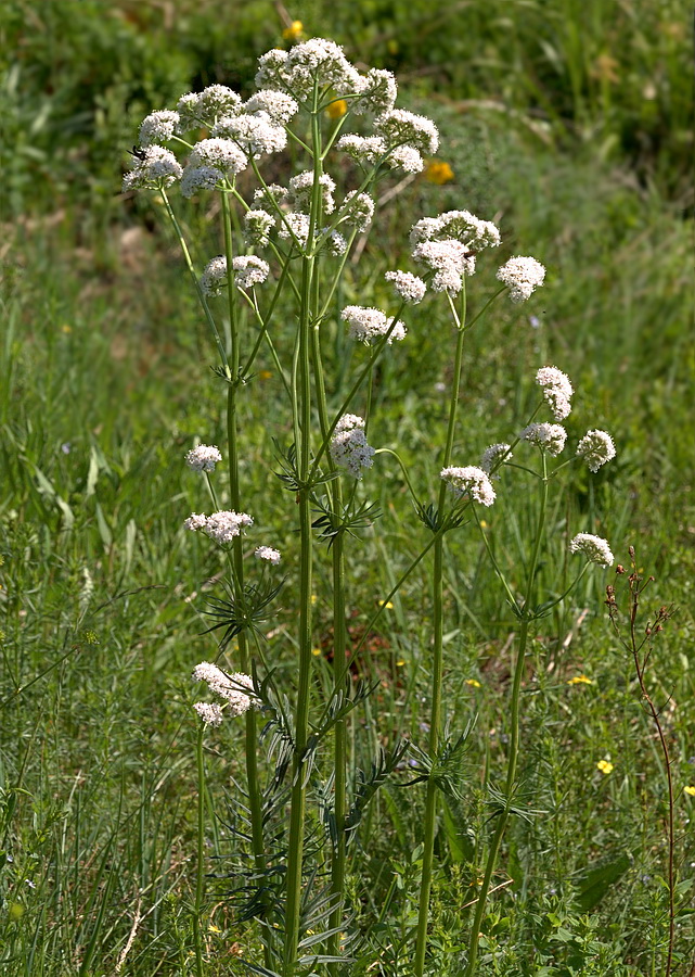 Изображение особи Valeriana collina.