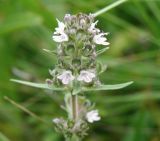 Thymus marschallianus