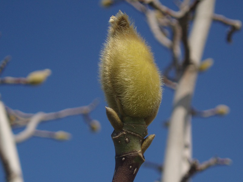 Image of Magnolia &times; soulangeana specimen.