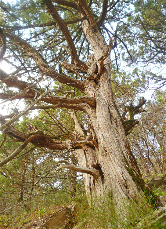 Изображение особи Juniperus excelsa.