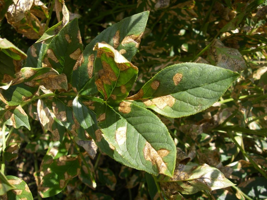 Image of Dictamnus angustifolius specimen.