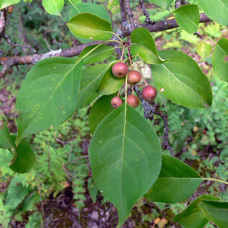 Изображение особи Malus baccata.