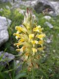 Pedicularis condensata