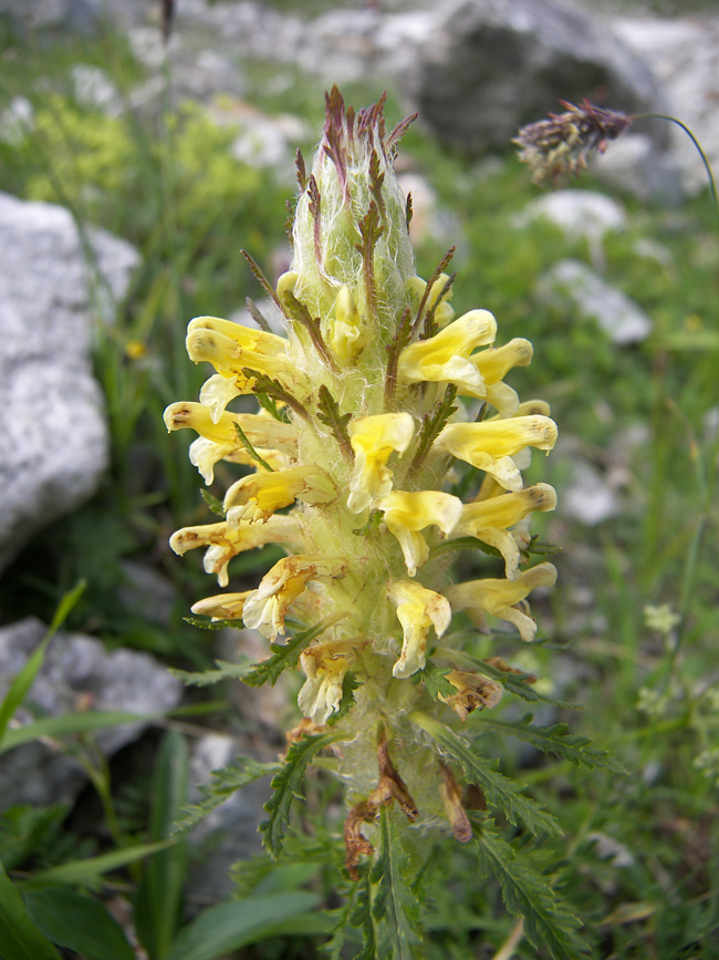 Image of Pedicularis condensata specimen.