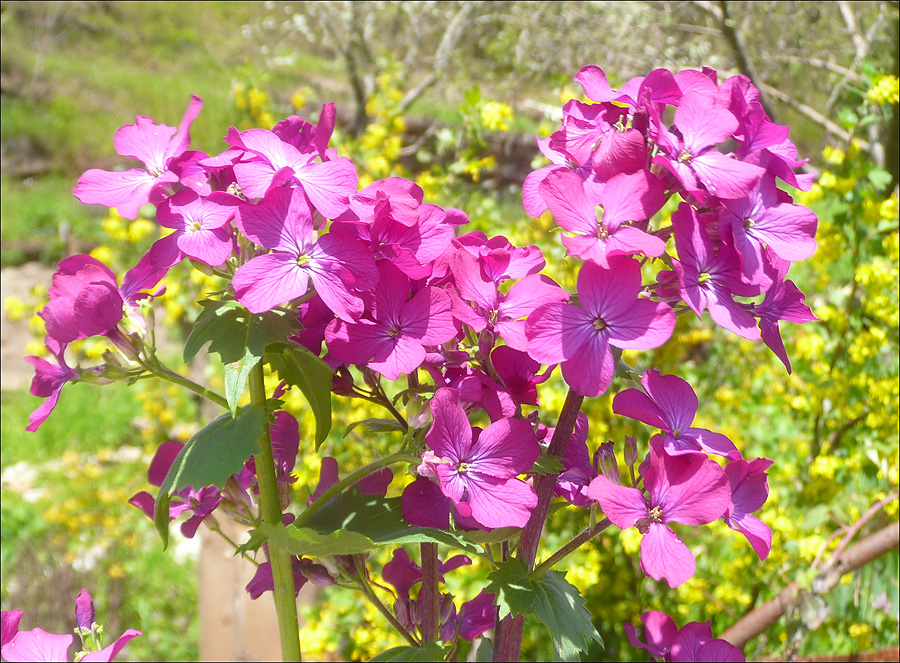 Изображение особи Lunaria annua.