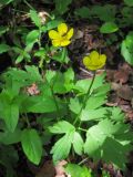 Ranunculus repens. Цветущее растение. Татарстан, г. Бавлы, заросли около родника. 06.06.2012.