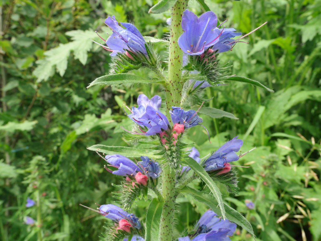 Изображение особи Echium vulgare.