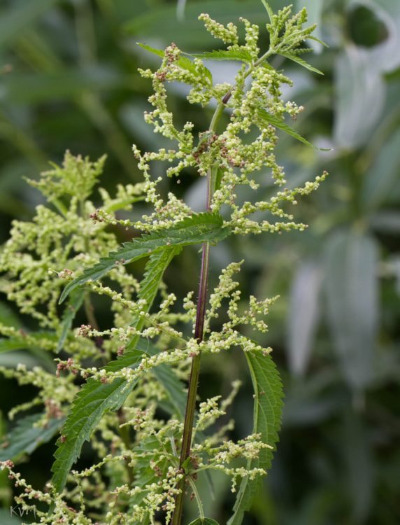 Image of Urtica dioica specimen.