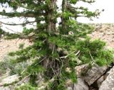 Juniperus seravschanica. Нижняя часть дерева. Туркменистан, хр. Кугитанг. Июнь 2012 г.