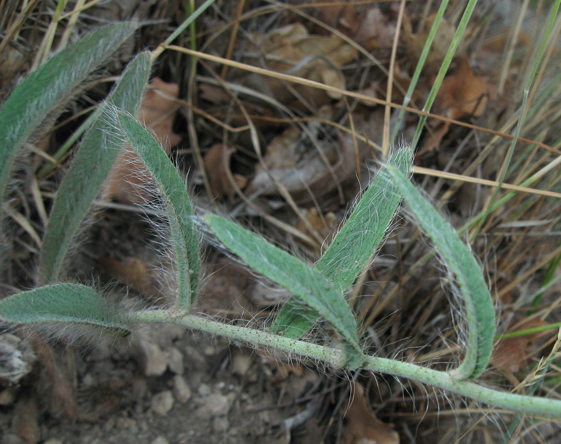 Image of genus Pilosella specimen.