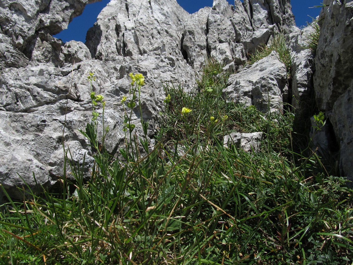 Image of Biscutella laevigata specimen.