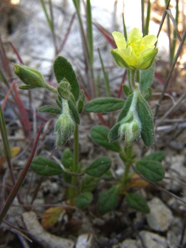 Image of Helianthemum salicifolium specimen.