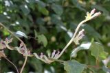 Cuscuta lehmanniana