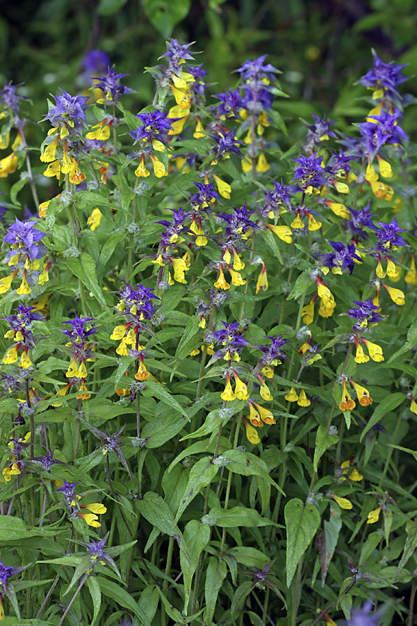 Image of Melampyrum nemorosum specimen.