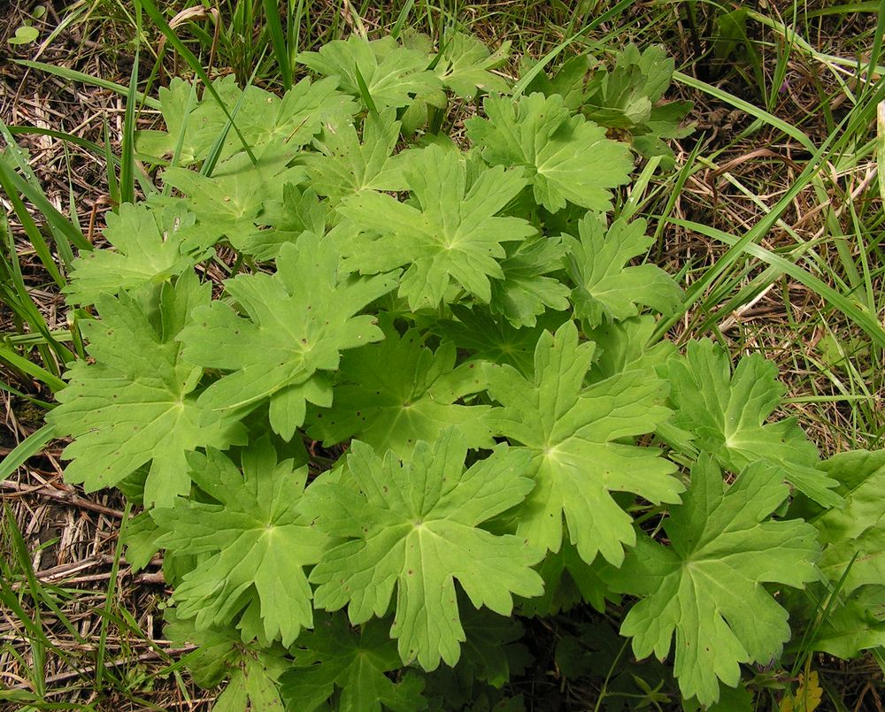 Image of Geranium wlassovianum specimen.