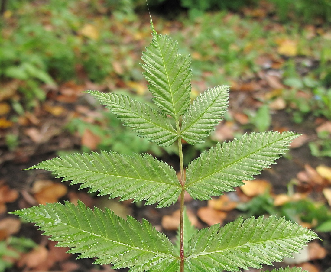 Изображение особи Sorbaria sorbifolia.