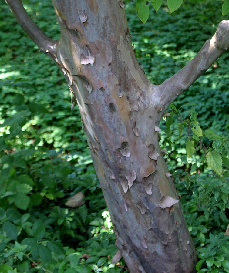 Image of Stewartia pseudocamellia specimen.