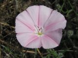 Convolvulus althaeoides ssp. tenuissimus