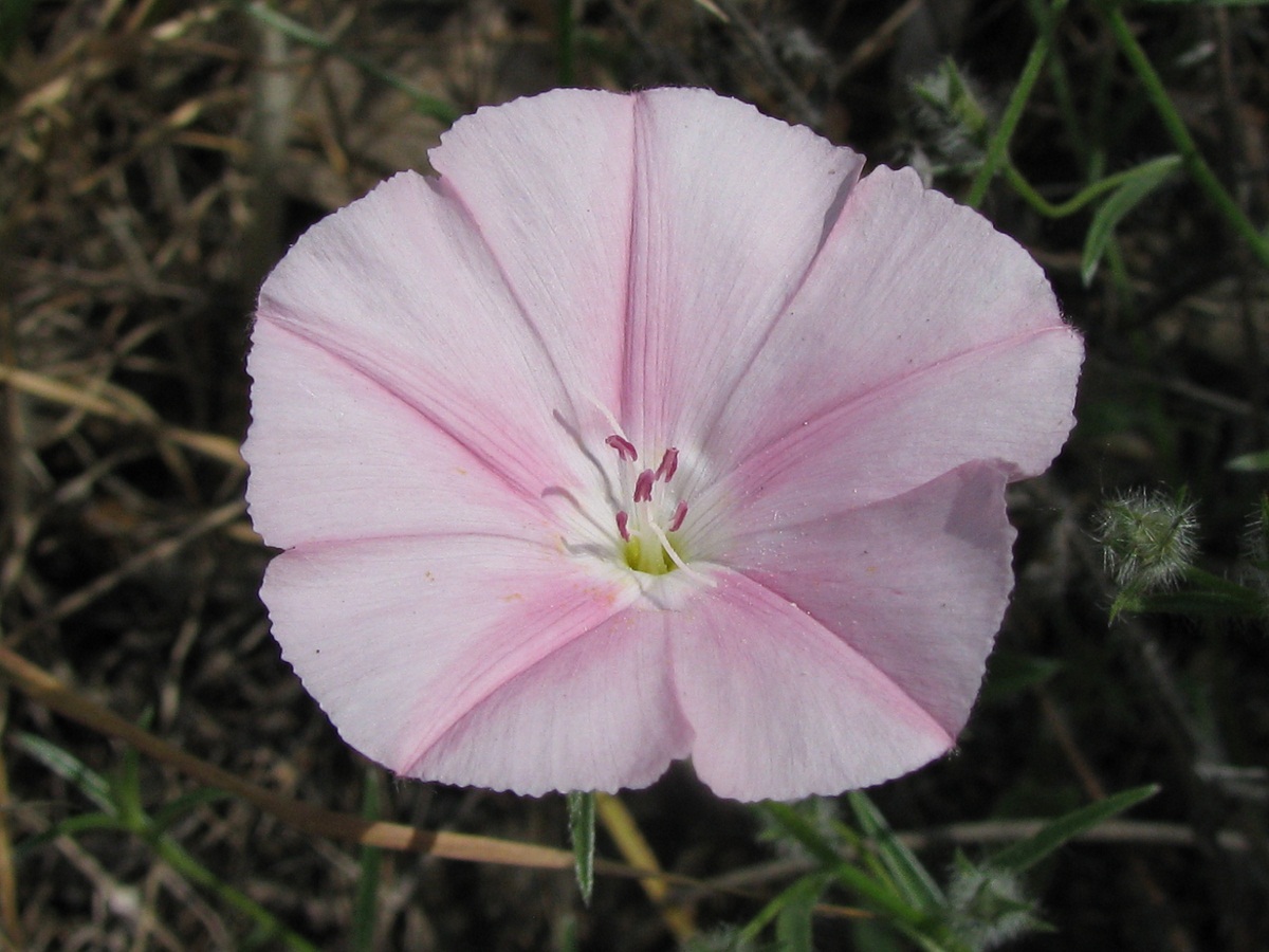 Image of Convolvulus althaeoides ssp. tenuissimus specimen.