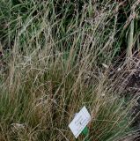 Festuca amethystina