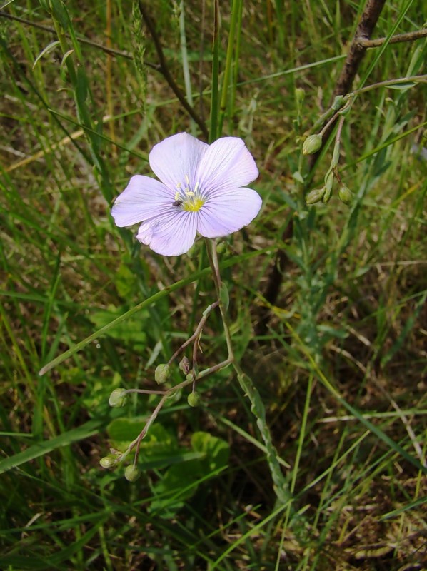 Image of Linum austriacum specimen.